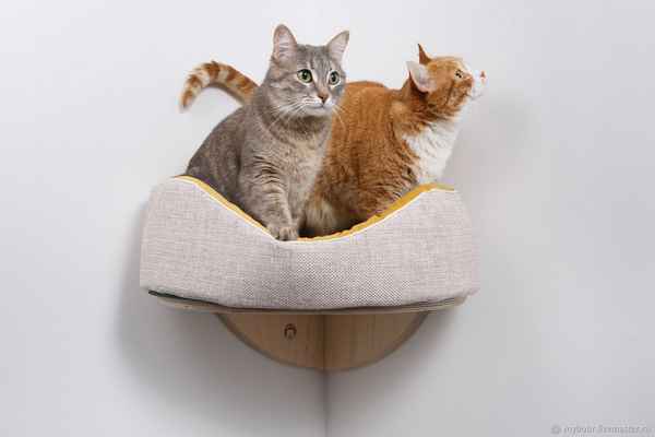 Как выбрать лежак для кота, типы, виды тканей, формы и разновидности.