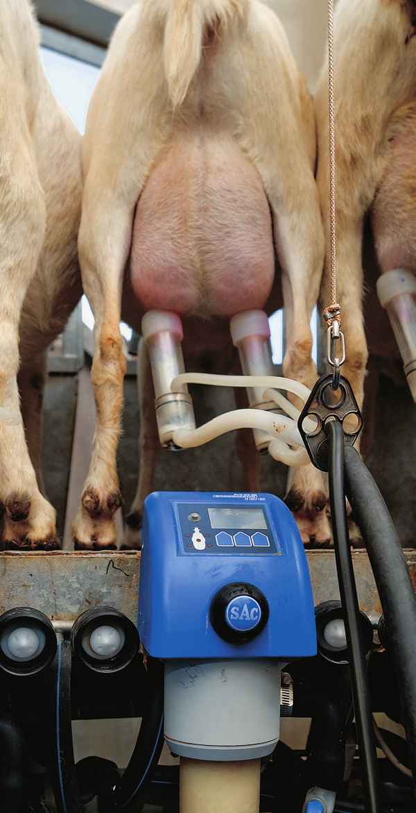 Список наиболее эффективных доильных агрегатов для коров и коз на 2023 год