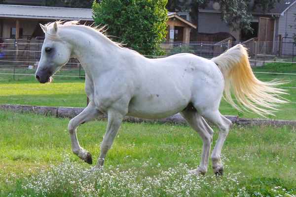 Необычный рейтинг самых красивых пород лошадей на 2023 год