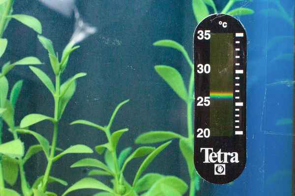 Обзор различных видов термометров для аквариумов  и их применение.