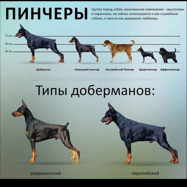 Обзор различных видов охранных пород собак.