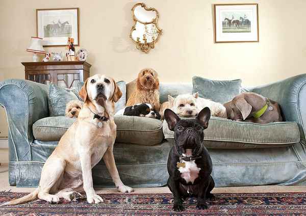 Лучшие породы собак для квартиры на 2023 год