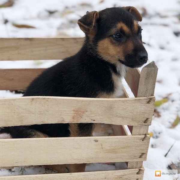 Рейтинг лучших питомников собак в Новосибирске на 2023 год. Топ 10, где можно найти чистокровного щенка