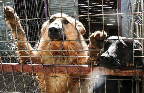 Закон принят Госдумой: за жестокое обращение с животными ждет реальный срок